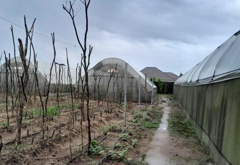 Climate Change, Food Security, Sustainable Farming, One Foundation, Nigeria